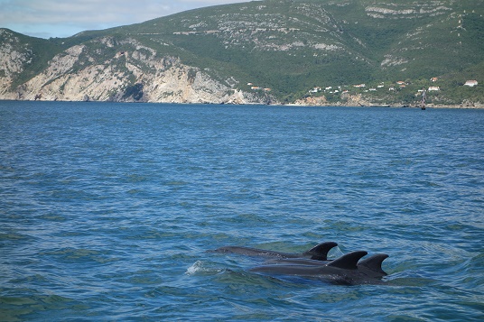 Blog Portugal Setubal Delphine