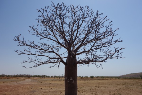 © Barbara Blunschi reisen-lifestyle.ch Ein grosser Boab Baum steht am Eingang zur riesigen Rinderfarm Digger’s Rest.