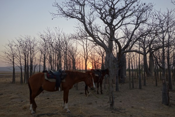 © Barbara Blunschi reisen-lifestyle.ch Stimmungsvoller Sonnenuntergang auf der Rinderfarm Digger’s Rest Station.