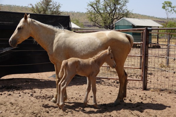 © Barbara Blunschi reisen-lifestyle.ch Was für ein süsser Anblick bei unserer Ankunft auf der Digger’s Rest Station.