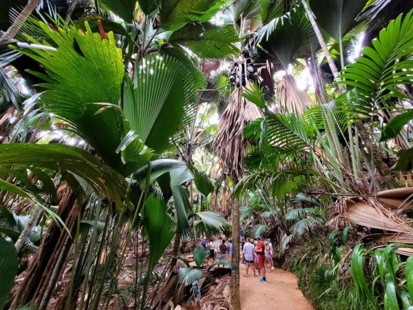 © Barbara Blunschi reisen-lifestyle.ch – Der Wald im Naturschutzpark Vallée de Mai stammt aus der Urzeit.