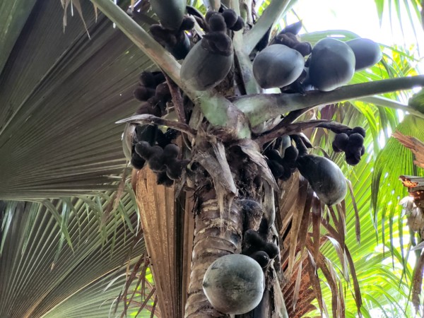 © Barbara Blunschi reisen-lifestyle.ch- Die Coco de Mer wächst nur auf den Seychellen-Palmen auf den Inseln Praslin und Curieuse.