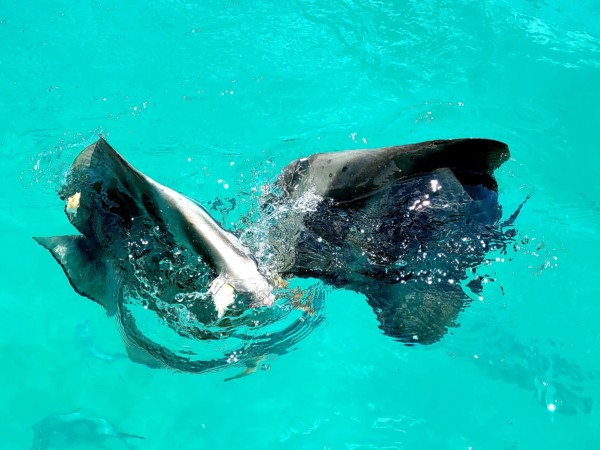 © Barbara Blunschi reisen-lifestyle.ch – Fledermausfische begrüssen die Schnorchler in der Bucht Baie Ternay.