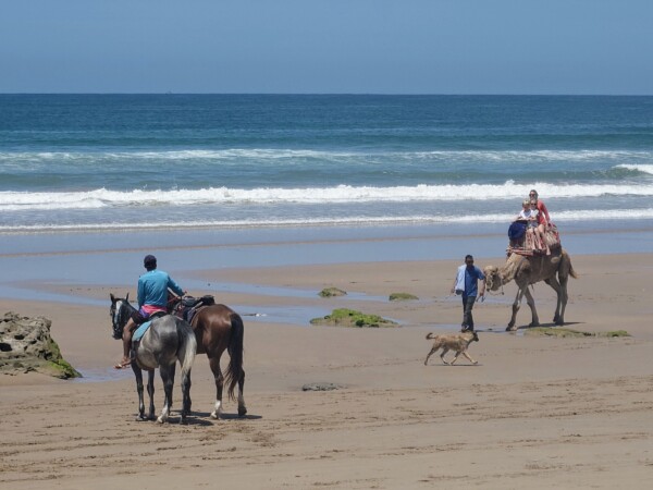 © Barbara Blunschi reisen-lifestyle.ch Am Strand von Taghazout kann auf Kamelen und Pferden geritten werden.